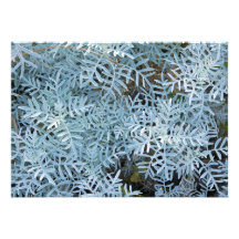 Senecio Viravira Jardin des Plantes de Miller polv Anuncios
