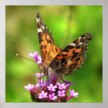 Señora americana Butterfly Poster