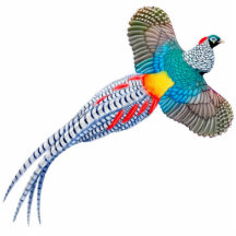 Señora Amherst Pheasant Ornament Esculturas Fotograficas
