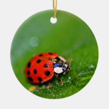 Señora Bug Ornamentos De Navidad