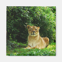 Señora Lion Relaxing Imanes