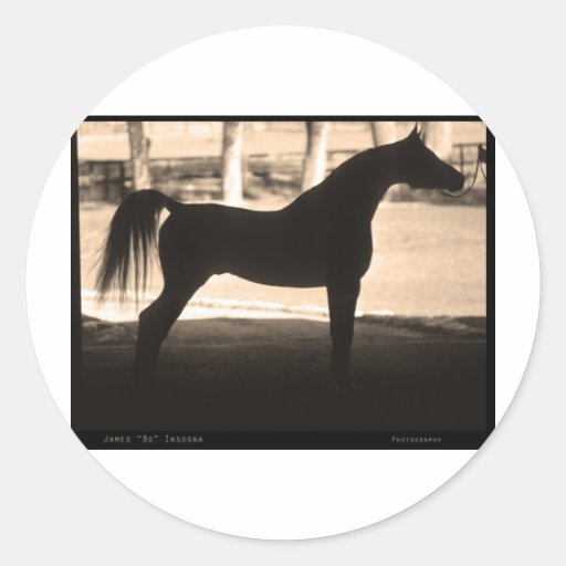 Sepia árabe de la silueta del caballo etiquetas redondas