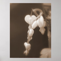sepia blanca de los corazones sangrantes posters