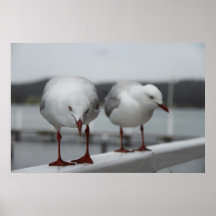Serenidad de la gaviota poster
