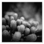 Serie blanco y negro de la fotografía - cactus 2