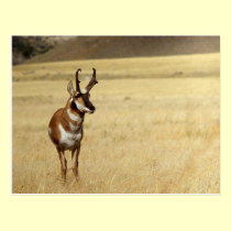 Serie de la fauna del antílope de Pronghorn # post tarjetas postales