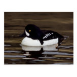 Serie de la fauna del Goldeneye de las carretillas