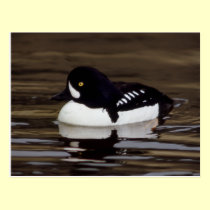 Serie de la fauna del Goldeneye de las carretillas tarjetas postales