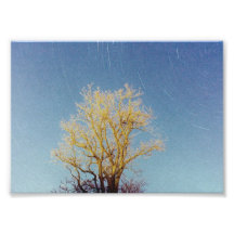 Serie del árbol - #2 fotografía  