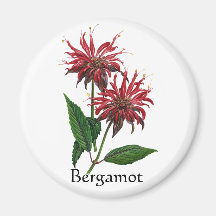Serie del jardín de hierbas - bergamota imán de frigorífico