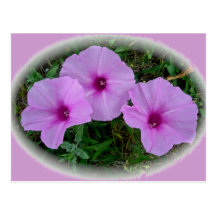 Serie del Wildflower de la enredadera Postales