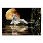 Serie en peligro TIGRE BLANCO de la especie Tarjeta