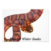 Serpiente de agua congregada comunicados