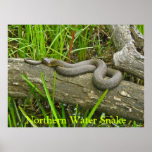 Serpiente de agua septentrional que toma el sol en posters