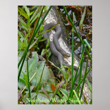 Serpiente de agua septentrional que toma el sol en poster