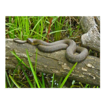 Serpiente de agua septentrional que toma el sol en tarjetas postales
