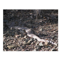 Serpiente de cascabel agradable del tamaño tarjeta postal