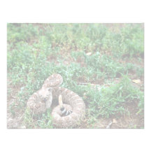 Serpiente de cascabel de Diamondback occidental Invitación Personalizada