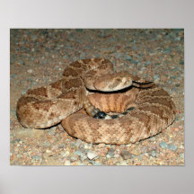Serpiente de cascabel de Diamondback occidental Poster