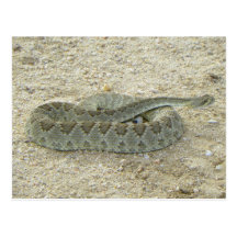 Serpiente de cascabel de Mojave del desierto de Ar Tarjeta Postal