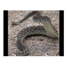 Serpiente de cascabel de Mojave Tarjetas Postales