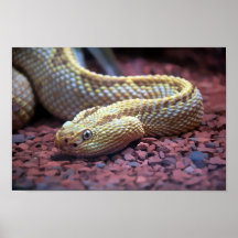Serpiente de cascabel del albino poster