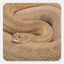 Serpiente de cascabel del basilisco calcomanía cuadradas personalizadas