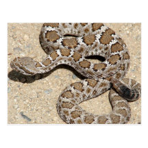 Serpiente de cascabel negra de Juvenille Postales