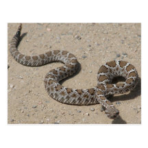Serpiente de cascabel negra de Juvenille Tarjetas Postales