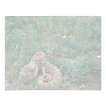 Serpiente de cascabel occidental de Diamondbacked Comunicado Personal