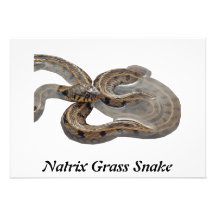 Serpiente de hierba del Natrix Invitaciones Personales