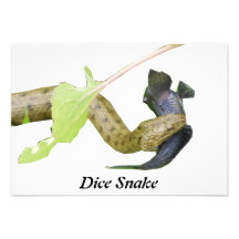 Serpiente de los dados comunicado