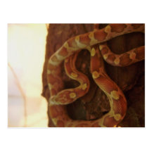 Serpiente de maíz postales