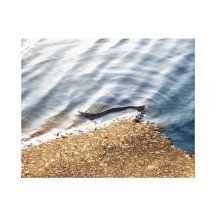 SERPIENTE DEL MOCASÍN DE AGUA EN EL RÍO DE CASHIE LIENZO ENVUELTO PARA GALERÍAS