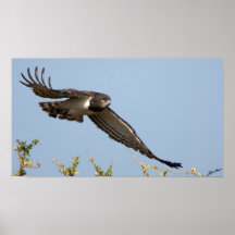 serpiente Negro-de pecho Eagle Poster