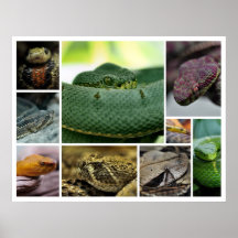 Serpiente Photography_Page000 de NR Poster