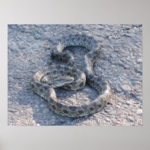Serpiente Impresiones