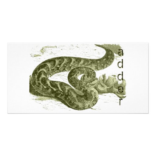 Serpiente (serpiente) tarjetas fotograficas 