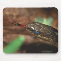 serpiente tapete de ratones