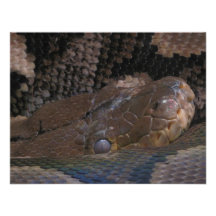 Serpiente venenosa invitacion personalizada