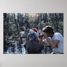 Sesión Okefenokee NWR del poster/de foto