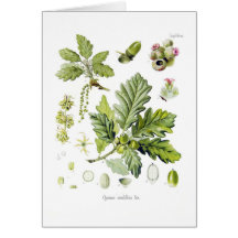 Sessiliflora del quercus (roble sésil) tarjeta
