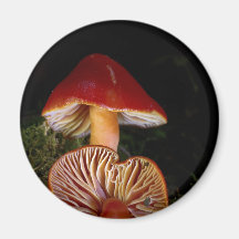 Seta de Waxcap del escarlata Imán