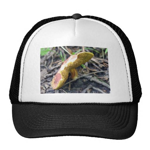 Seta roja con las papadas amarillas gorro
