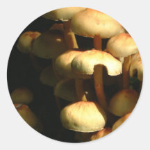 Setas Pegatina