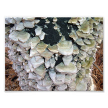 Setas salvajes en árbol de descomposición fotografias