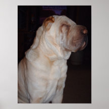 Shar-pei Poster