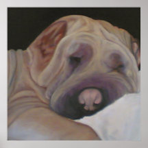 Shar-pei Poster