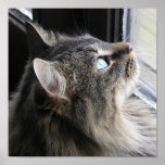 Shasta - en pensamiento posters