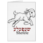 Shefeleh-pequeño cordero felicitación